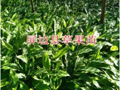 云南草果苗批發在哪里|紅河草果苗圖片|適合紅河種植的草果苗圖3