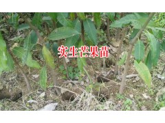 2018芒果嫁接苗&芒果實生苗/新報價格,歡迎訂購圖1