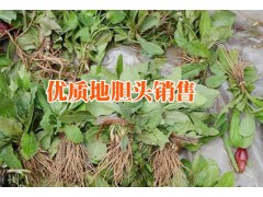 云南山白芷根供求信息|山白芷根2017年價格圖3