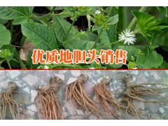 |雙柏云南地膽頭網|云南山白芷根供求信息|圖2