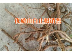 云南山白芷根哪里有銷售%云南山白芷根中藥材行情報價（產(chǎn)地）圖3