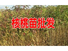 曲靖馬龍哪里有核桃苗&政府扶貧采購核桃苗去哪圖3