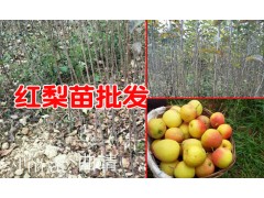 紅梨新品種紅梨王&紅梨苗多少錢一株?圖2