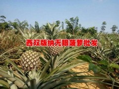 無眼菠蘿(沙拉瓦)種植戶|低價格無眼菠蘿基地信息圖2