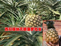 無眼菠蘿(沙拉瓦)種植戶|低價格無眼菠蘿基地信息圖3