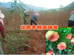 云南冬桃圖片%大理冬桃種植前景如何&大理冬桃產(chǎn)地直銷價(jià)格圖3