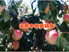 云南冬桃圖片%大理冬桃種植前景如何&大理冬桃產(chǎn)地直銷價(jià)格圖2