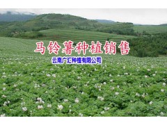 |云南優質洋芋 |今日馬鈴薯平均價格|圖2