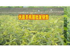 冬桃種植戶%云南冬桃種植戶報(bào)價(jià)&優(yōu)質(zhì)冬桃低價(jià)格圖2