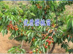 昭通附近哪里有櫻桃小苗|紅河周邊適合做櫻桃樹苗@櫻桃種植技術(shù)圖3