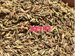 會(huì)澤金鐵鎖子種供貨商_會(huì)澤/羅平/宣威哪里有獨(dú)定子種子賣圖2