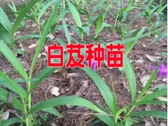 白及種苗_云南白芨種苗培育供應(yīng)商_白芨中藥材小苗批發(fā)價格圖2