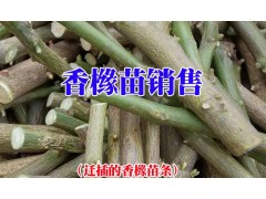 香櫞種植戶_3～5月份為苗條遷插的佳節(jié)令_圖2