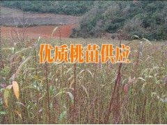 紅河石屏哪里有桃樹苗&今年紅河桃樹苗銷售價格(圖片)圖2