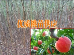 紅河石屏哪里有桃樹苗&今年紅河桃樹苗銷售價格(圖片)圖3