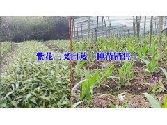 白芨%紫花三叉白芨&2018三叉白芨小苗087164155848圖2