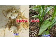 寧洱白芨中藥材種植有限公司產品供求信息&圖2