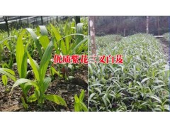 寧洱白芨中藥材種植有限公司產品供求信息&圖3