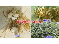 白芨種苗價格@新白芨小苗圖片&紫花三叉白芨種植技術圖2