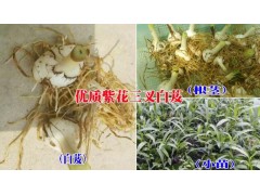 云南普洱種白芨保回收&致富脫貧好項目&白芨苗多少錢一株圖3