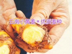 小黃姜價格年報價&黃姜價格多少錢一斤圖3