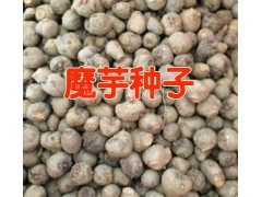 目前魔芋種子供求信息圖1