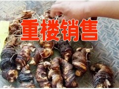 麗江永勝重樓產(chǎn)地/云南重樓/白芨麗江供貨商| 毛桃苗圖3