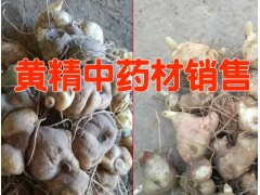 云南黃精多少錢(qián)一斤 *云南黃精根莖價(jià)格* 黃精根莖批發(fā)圖3