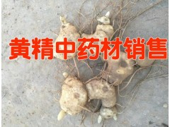 黃精種植幾年可出售%云南黃精專家13013432658圖2