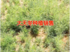 天門冬規(guī)模性種植公司&昆明天冬中藥材批發(fā)市場(chǎng)圖3