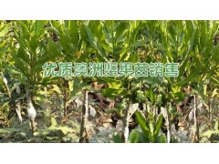 澳洲堅果小苗7-10元一棵|澳洲堅果樹的效益分析|圖3