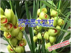 紅河花卉苗木￡ 玫瑰花￡玫瑰花苗批發圖2