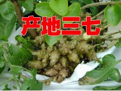 云南文山三七種植基地|云南三七批發(fā)|云南三七價(jià)格|圖3