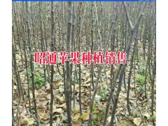 昭通市昭陽區種植專業合作社產品供求信息|圖3