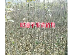 昭通蘋(píng)果種植戶(hù)%優(yōu)質(zhì)昭通種植銷(xiāo)售·今日昭通價(jià)格圖2