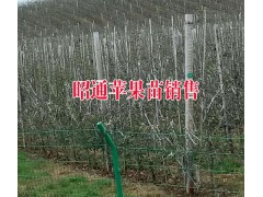 昭通蘋(píng)果種植戶(hù)%優(yōu)質(zhì)昭通種植銷(xiāo)售·今日昭通價(jià)格圖3