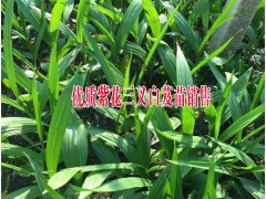 紫花三叉大白芨種苗報價/圖片/行情# 云南保山白芨種植基地圖3