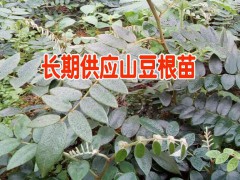 云南山豆根價(jià)格和生長(zhǎng)周期[技術(shù)]@	文山山豆根在哪里收購(gòu)@圖2