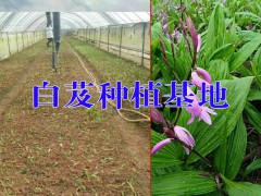 彌勒市白芨求購信息/鑫鑫藥材種植基地圖2