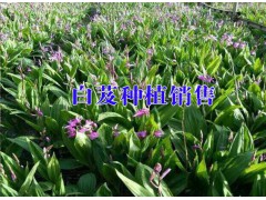 云南白芨中藥材產(chǎn)地信息@云南白芨種植戶信息圖2