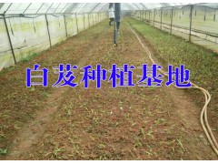 云南白芨中藥材產(chǎn)地信息@云南白芨種植戶信息圖3