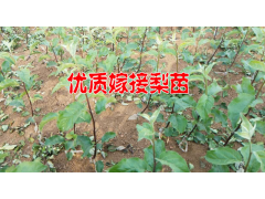 適合種植的梨樹(shù)苗木哪里有銷(xiāo)售@15125404188圖2