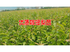 適合種植的梨樹(shù)苗木哪里有銷(xiāo)售@15125404188圖3