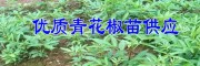 適合云南種植的青花椒苗# 云南青花椒苗批發