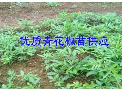 [青花椒苗]昭通市魯甸縣大寨鎮青花椒苗@批發青花椒苗廠家圖2