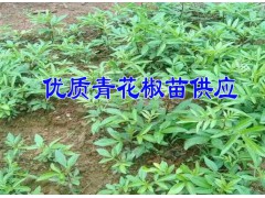 [青花椒苗]昭通市魯甸縣大寨鎮青花椒苗@批發青花椒苗廠家圖3