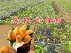 云南果樹苗#紅河芒果苗公司#元陽果樹苗繁育場圖3