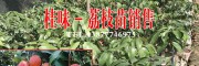 云南果樹苗#紅河芒果苗公司#元陽(yáng)果樹苗繁育場(chǎng)