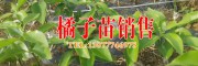 云南公司種植沃柑苗(附圖)