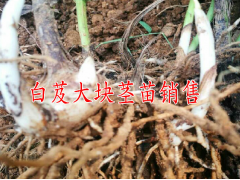 云南哪里白芨種苗價格低？云南三農白芨網圖2